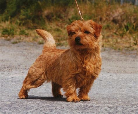 Norfolk Terrier Características Qué Come Dónde Vive