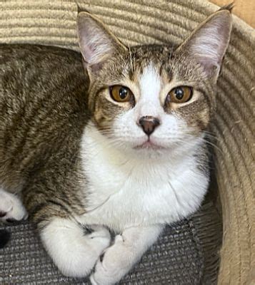 Manchester NH Domestic Shorthair Meet Pepper Mall Of NH A Pet For