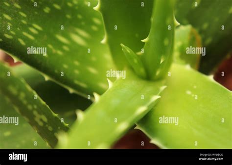 Aloe Vera Plant Leaf Stock Photo - Alamy