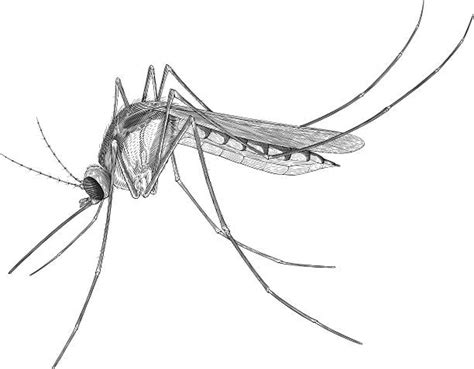 Royalty Free Anopheles Mosquito Clip Art, Vector Images & Illustrations ...