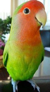 The 10 Best Pet Birds to Keep at Home | Birds Coo