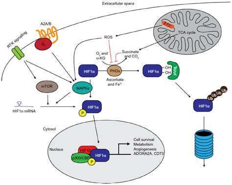 The Role Of HIFs In Ischemia Reperfusion Injury HP