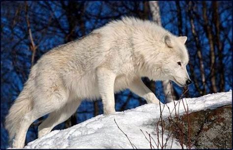 White Wolf 15 Photos Of The Most Amazing Animal In Alaska Arctic