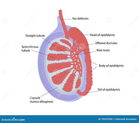 Testicular Anatomy Structur Of Testis Stock Vector Illustration Of Anatomical Diagram 190252904