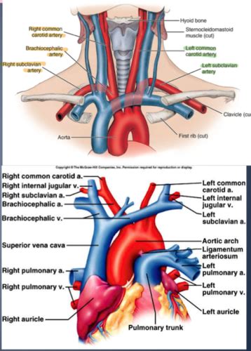 Head And Neck Blood Supply And Lymphatics Flashcards Quizlet