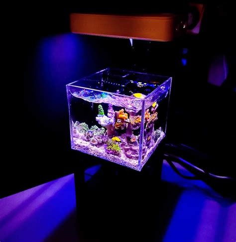 Biota Custom Micro Reef Ready Tank 40oz Desktop Aquarium Lupon Gov Ph