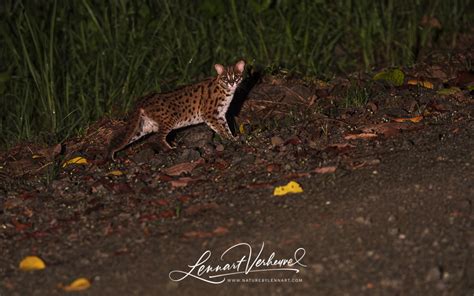 Sunda Leopard Cat – Nature by Lennart