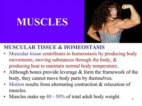 Unit Three Excitable Tissues Muscle Ppt