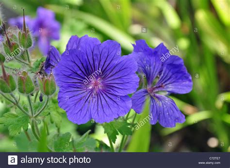 Geranium Johnsons Blue Flower Stock Photos And Geranium Johnsons Blue