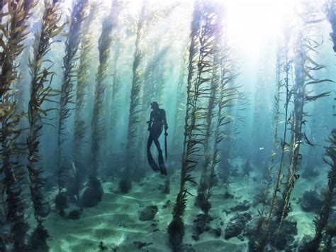 Free diving in a kelp forest : pics