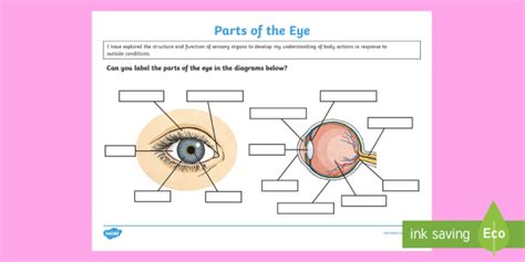 Free Label The Eye Worksheet Teacher Made Learning Resources