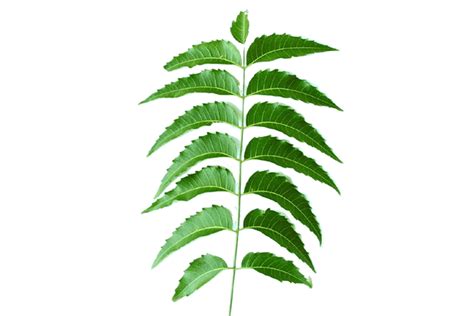 Neem Ayurvedic Ingredients Uses And Benefits Forest Essentials