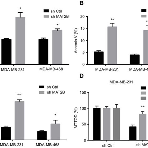 Mat2b Knockdown Inhibits Growth And Migration Of Tnbc Cells A Cells