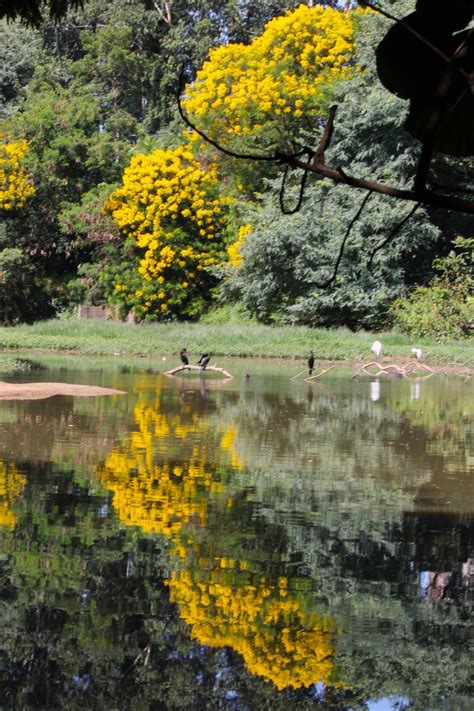 A Beleza Dos Parques De São Paulo O Maior Arquivo Sobre Parques