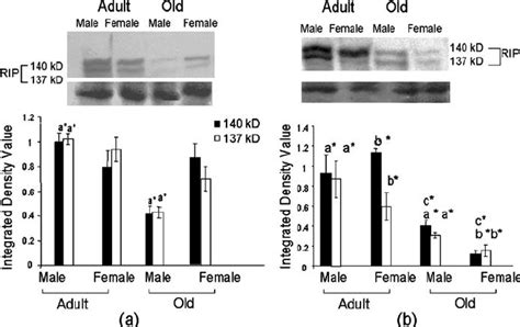 Age And Sex Dependent Changes In The Rip Level Of Mouse Liver A