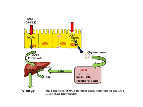 Lipids Rich In Medium Chain Triglycerides A Panacea For Healthy Life