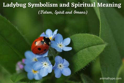 Ladybug Symbolism and Meaning (Totem, Spirit and Omens) - Animal Hype