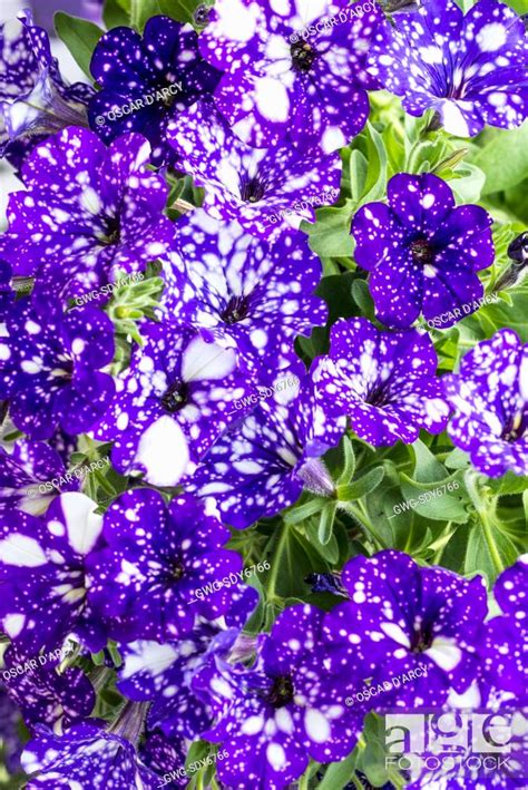 PETUNIA ‘NIGHT SKY’, Stock Photo, Picture And Rights Managed Image. Pic ...