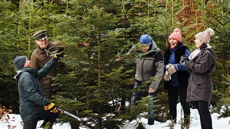 Choinka Dla Ycia Oddaj Krew Otrzymasz Naturalne Wi Teczne Drzewko