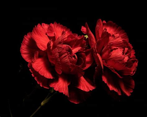 HD Wallpaper Flowers Background Red Carnations Wallpaper Flare