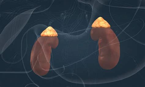 Adrenal Glands Produce Corticosteroid Hormon Epinephrine Which Maintain