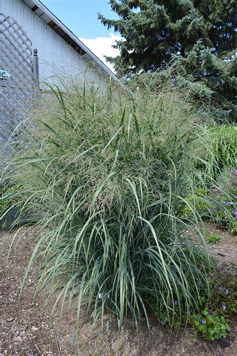 North Wind Switchgrass Panicum Virgatum Northwind In Inver Grove Heights Minnesota Mn At