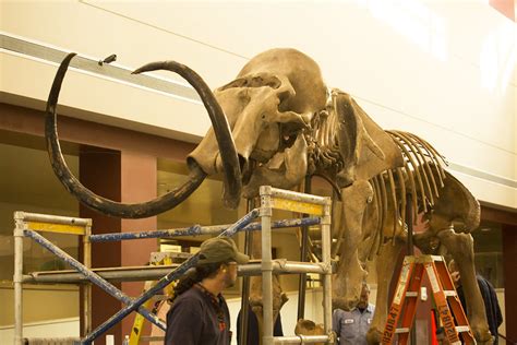 Woolly Mammoth Museum