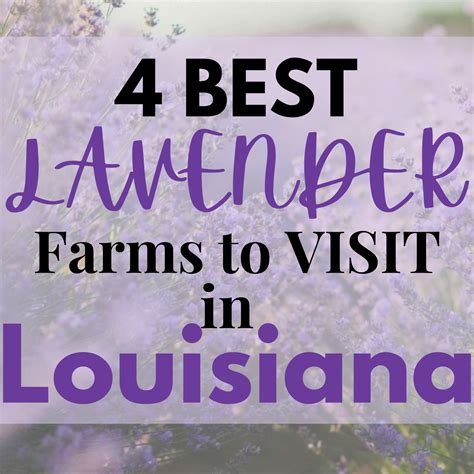 650+ Lavender Farms Across the United States: A Complete Guide