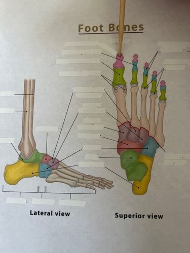 Foot Ankle Distal Tib Fib Labeling Flashcards Quizlet