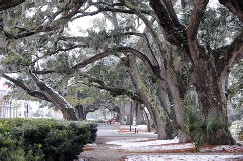 Snow in Charleston ( Daniel Island, SC) snow!! » Charleston Wedding ...