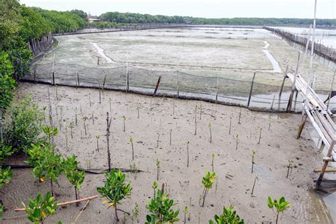 Mangrove Rehabilitation Desa Timbulsloko Sayung Demak P Flickr