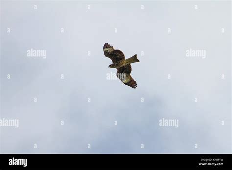 Black Kite Bird In Flight On Blue Sky Background Milvus Migrans Stock