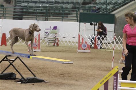 Live Stream And Photos From The Akc National Agility Championship