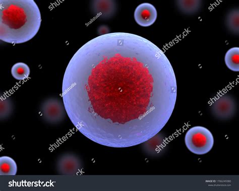 3d Stem Cell Nucleolus Nucleus Nucleus Stock Illustration 1706249380 Shutterstock