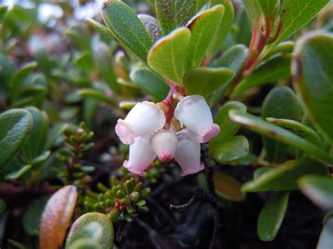 Arctostaphylos Uva Ursi PlantRight