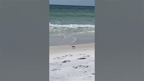 Bird Topsail Preserve Beach Youtube