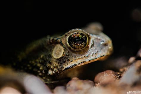 Common Indian Toad Duttaphrynus Melanostictus Common Ind Flickr