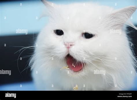 White cat with funny facial expression Stock Photo - Alamy