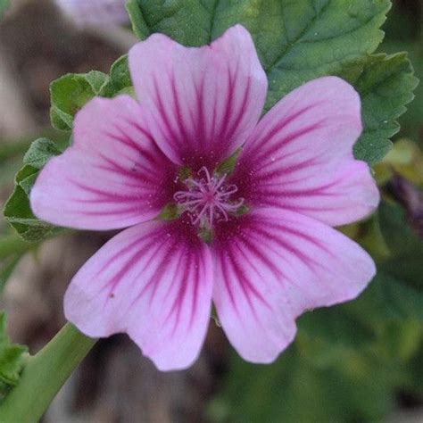 Malva Sylvestris Var Mauritiana Zebrina Zebra Mallow In 2023