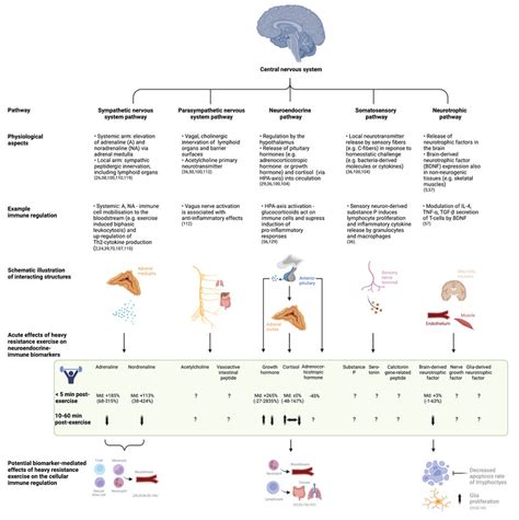 Investigated Pathways Of Neuroendocrine Immune Regulation Acute