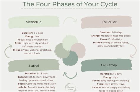 The Four Phases Of The Menstrual Cycle - Tori Sauer Nutrition