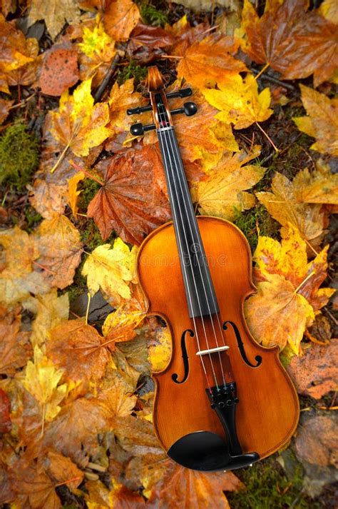 Violin Lying On Red And Orange Autumn Leaves Background Stock Foto