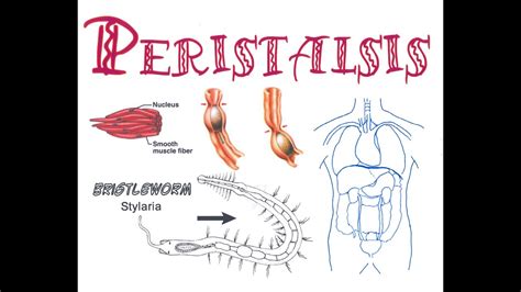 Peristalsis Song 2013 ft. Doc. Lawson - YouTube