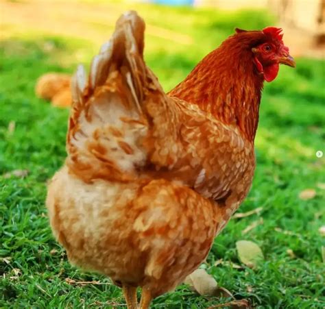 Lohmann Brown Chicken A Complete Breed Guide Flocks And Foliage