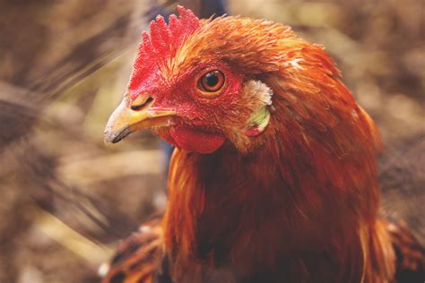 Alerte Canicule Vos Poules Pourraient Tre En Danger D Couvrez