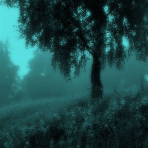 A Large Tree In The Middle Of A Foggy Field With Grass And Trees Around It