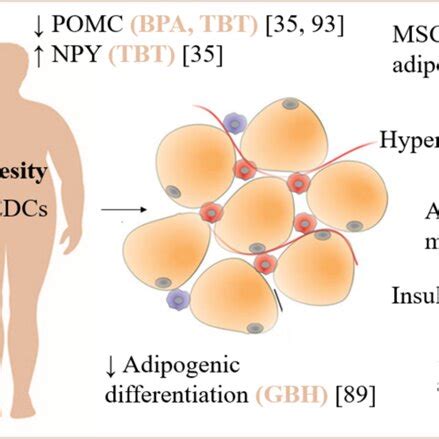 Intracellular Mechanism Of Endocrine Disruptor Chemicals EDCs Action