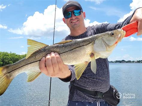 How To Go Snook Fishing In Tampa Bay An Anglers Guide For