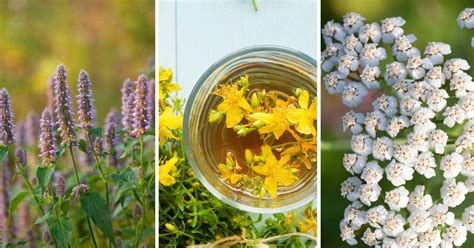 Plantas Medicinales Para Qué Sirven Y Cuáles Son Sus Beneficios