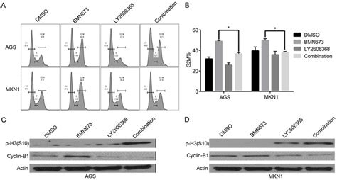 Ly2606368 Can Sensitize The Anticancer Effect Of Parp Inhibitor Bmn673